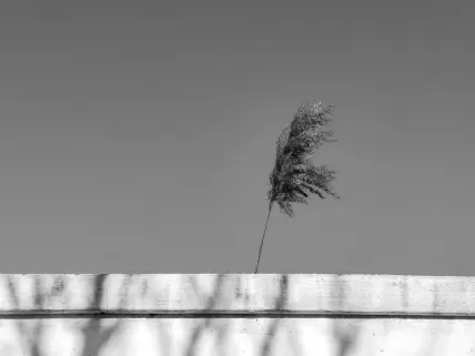 Casino Napoli Mobil App